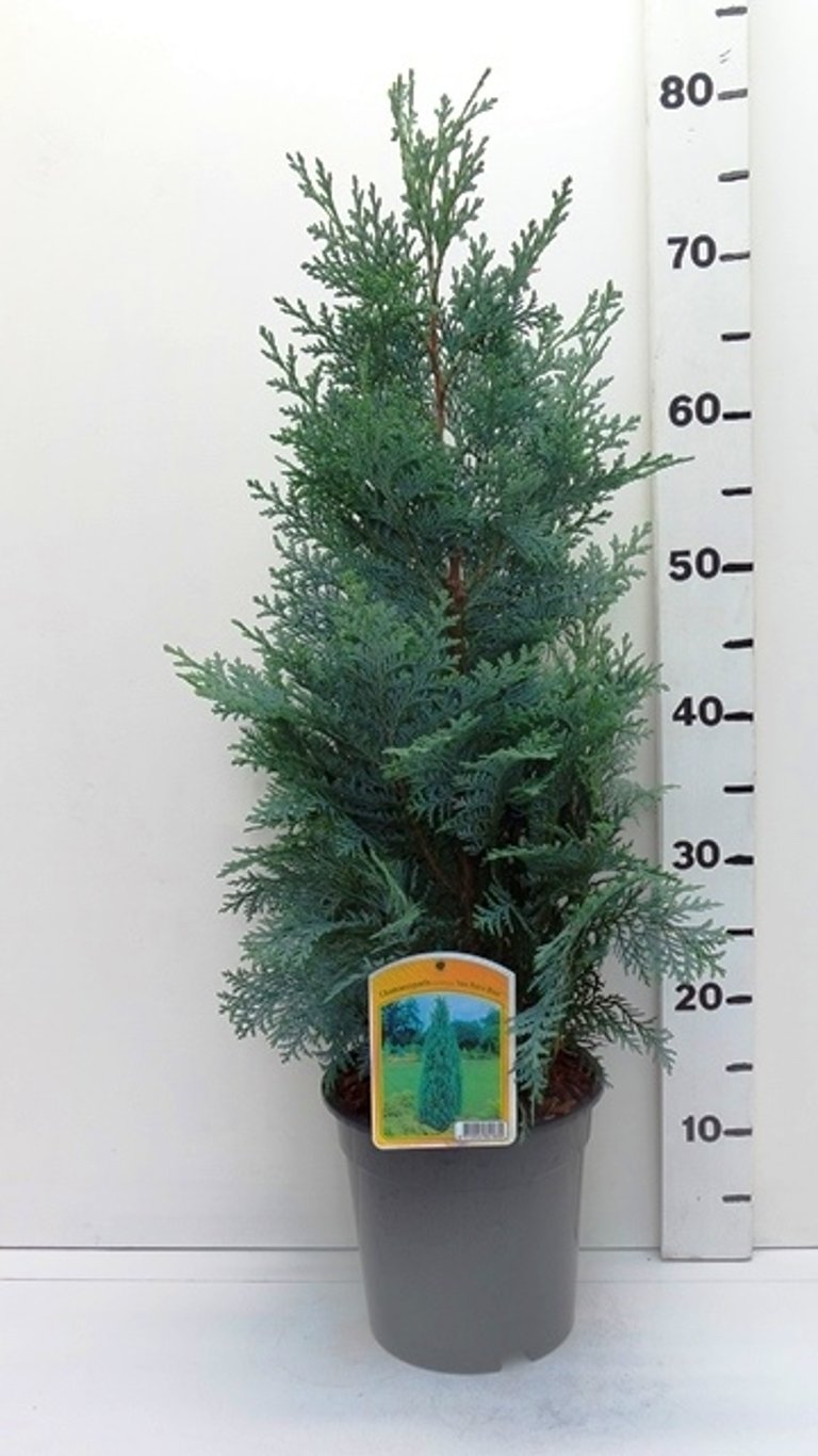 Chamaecyparis l. 'Pelt's Blue' - C3 50-60 CM